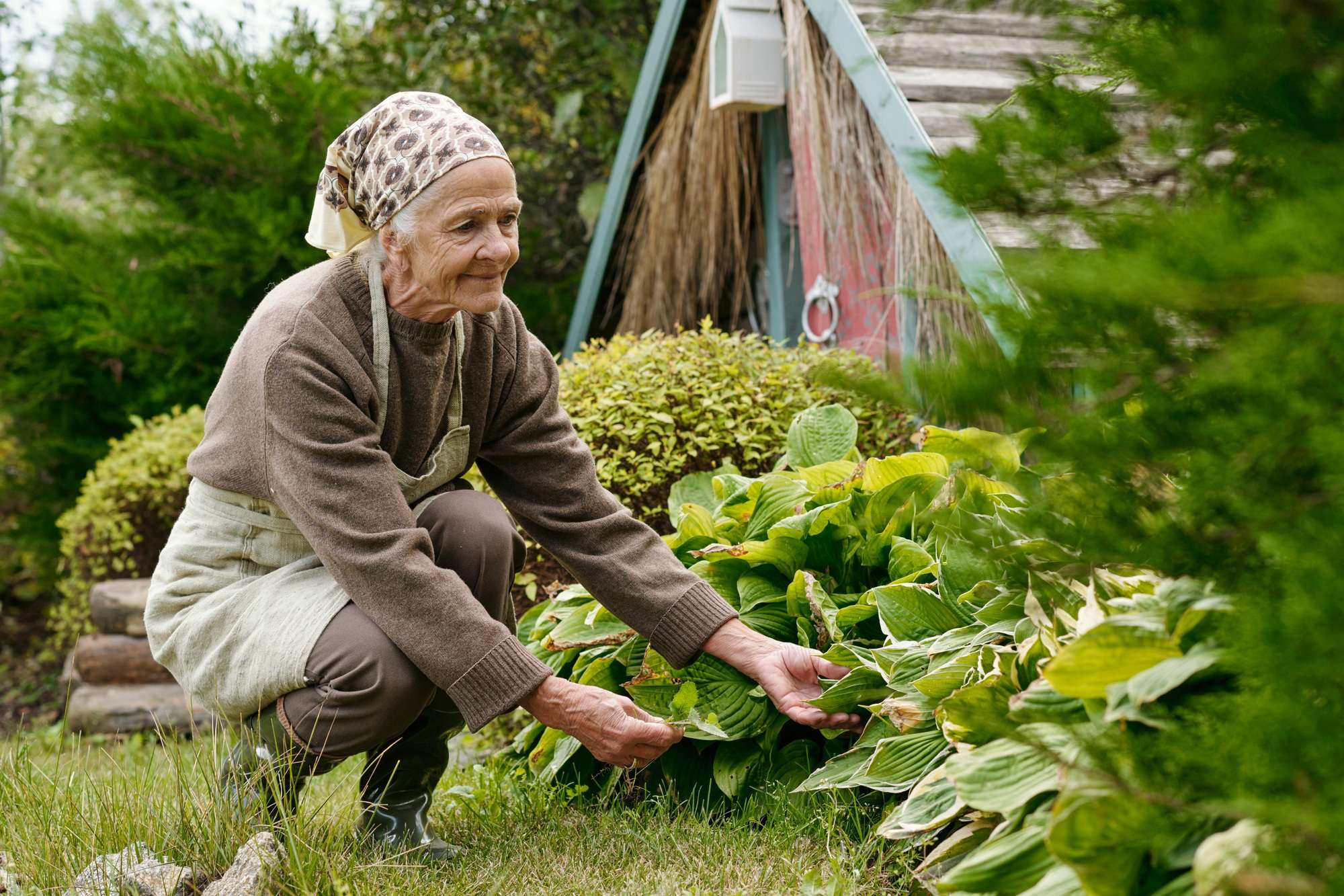 Senior woman in casualwear sitting on squats while working in the garden